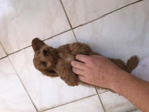 Kıvır kıvır babadan maltipoo aynı poodle