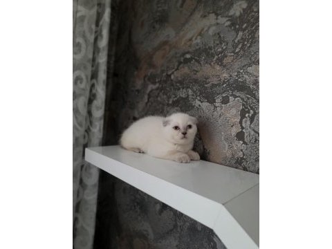 2 aylık british shorthair ve scottish fold dişi yavrular