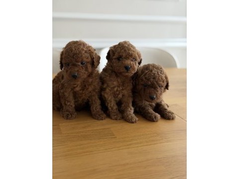 Safkan sevimli toy poodle yavrular