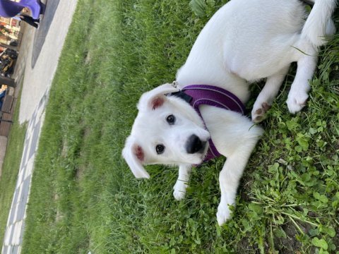 Ücretli sahiplendirme 3 aylık terrier melezi