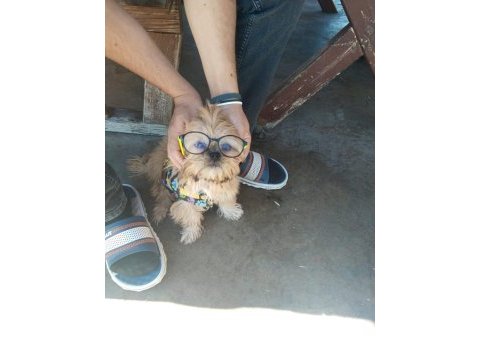 Güzellik sevimli ve bağımlılık abidesi köpeğimiz