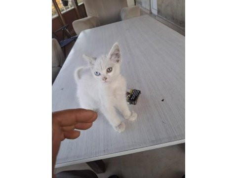 3 aylık yavru kedimiz