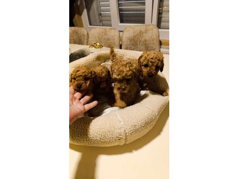 Erkek dişi toy poodle yavrular