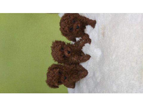 Kore bebekler 2 erkek bir dişi poodle