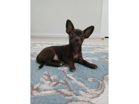 Çikolata chihuahua
