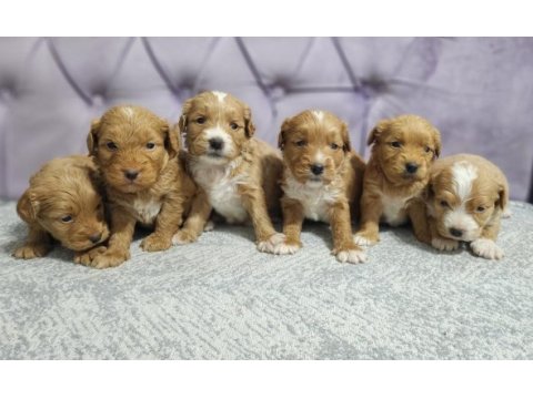 Renk güzeli red maltipoo yavrular