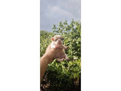 French bulldog dişi erkek yavrular