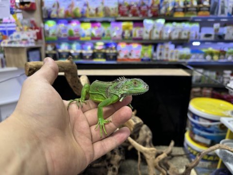 Cites belgeli yavru yeşil iguana