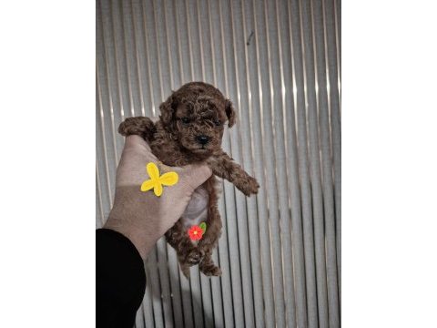 Orjinal yavru kore poodle