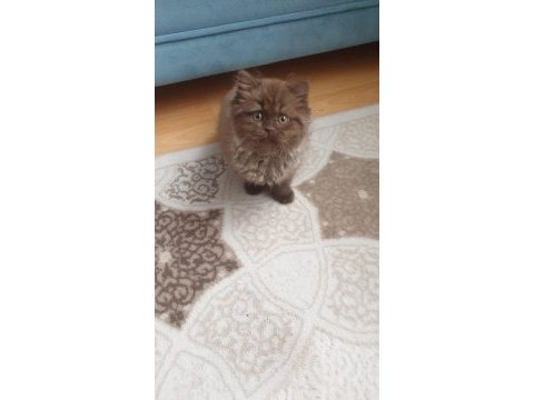 Kahverengi british longhair