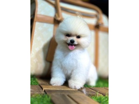 Show kalite pomeranian bebekler