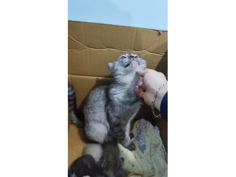 Britsh shorthair silver tabby