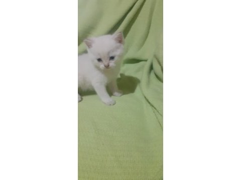 Scottish fold longhair
