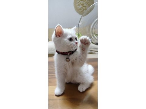 British shorthair white