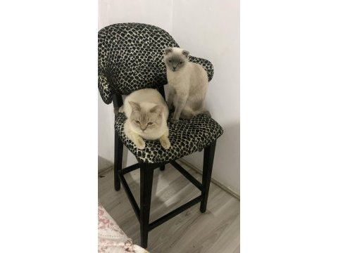 British shorthair ve scotish fold sahıplendırılecektır.