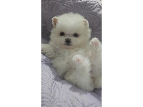 Pomeranian boo bebekler