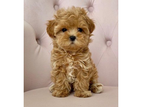 Tüy dökmez eğitimli safkan garantili mini kore maltipoo