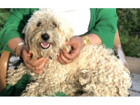 Terrier köpeği 2,5 yaşında kimliği mevcut