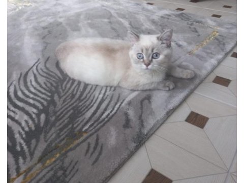 British shorthair blue point