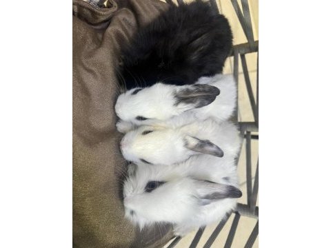 Mama alışkanlığı almış tavşan yavruları