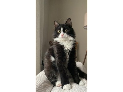 American longhair ücretsiz sahiplendirme