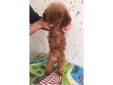 Toy poodle