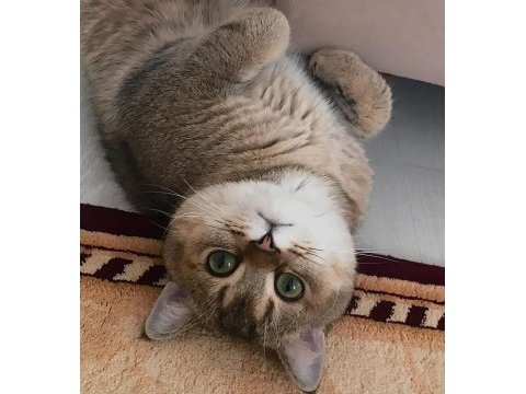 British golden tabby eğitilimli uysal 1 yaşında kedi