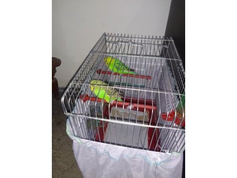 9 aylık çift sağlıklı oyuyorlar çift olmaya muhabbet kuşu