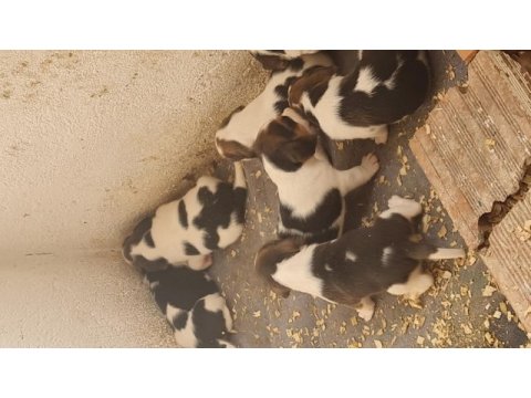 Beagle yavrularımız