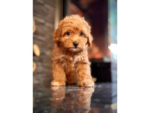 Zekasıyla büyüleyen hipoalerjenik 3 aylık maltipoo