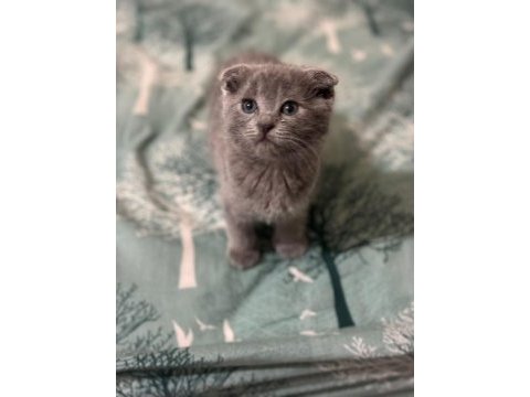 Erkek yavru scottish fold