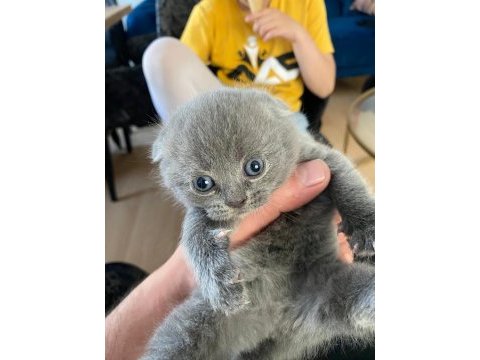Scottish fold ve straight