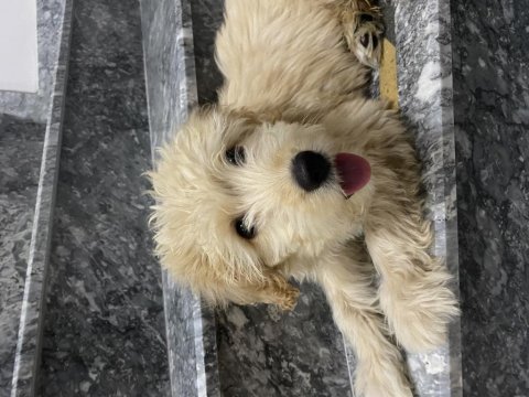 Maltipoo acil sahiplendirme