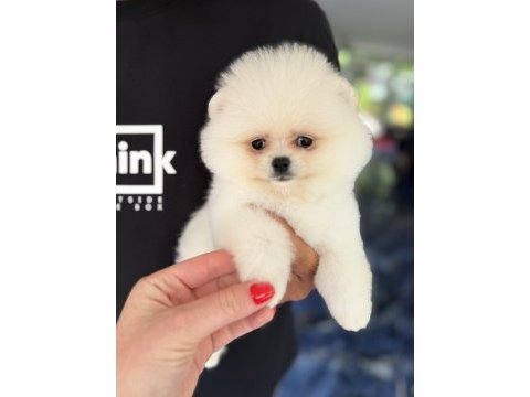Biblo dişi karbeyaz pomeranian boo
