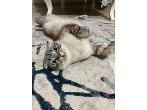 Dişi scottish fold kedimiz için yuva arıyoruz