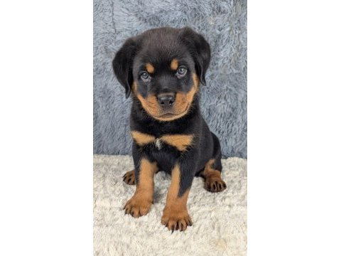 Macar kafa tosun gibi rottweiler yavrularımız