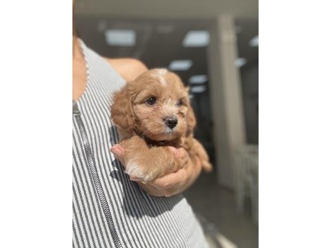 Yakışıklı maltipoo miniş