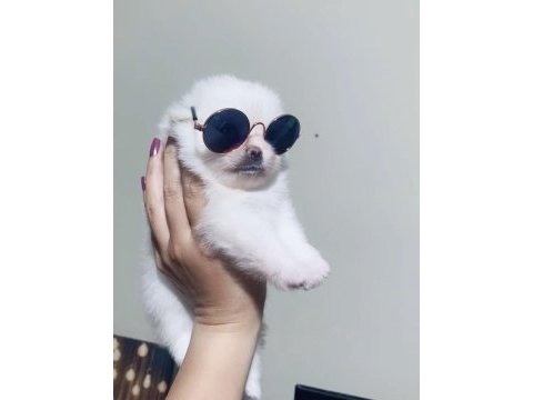 Kar beyazı pomeranian boo dişi prensesimiz