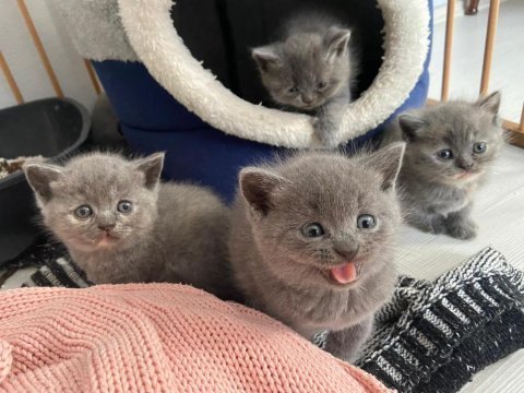 42 günlük british shorthair