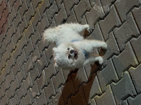4 yaşında eğitimli pomeranian
