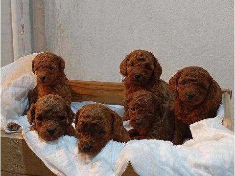 Toy poodle ve kore poodle en küçük boy yavrular
