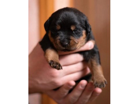 Rottweiler yavrularımız