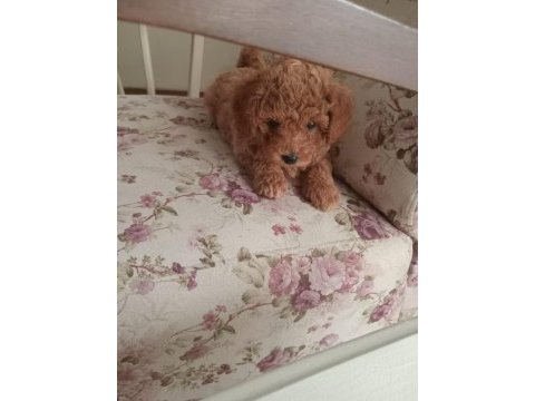 40 günlük toy poodle erkek yavrularım