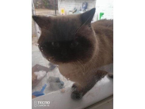 Bir çift kedimiz aşık kumrular