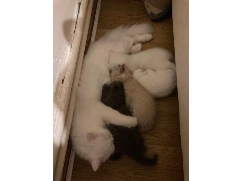 4 tane güzeller güzeli krallar kralı kediler