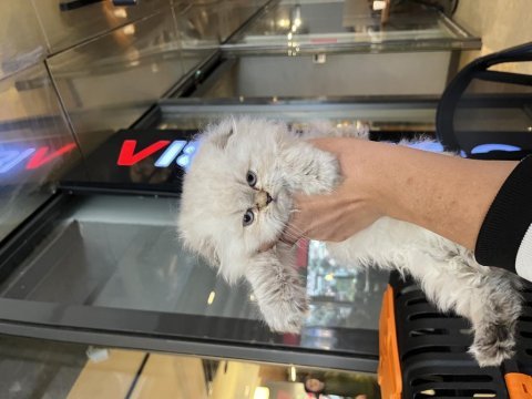 Irk garantili scottish longhair golden point
