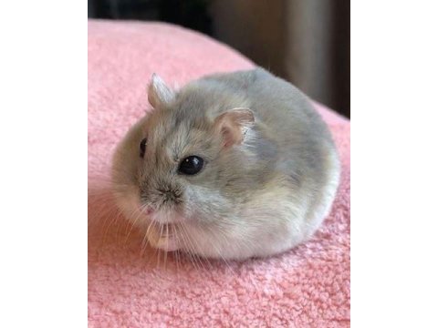 Hamster bebeklerimiz