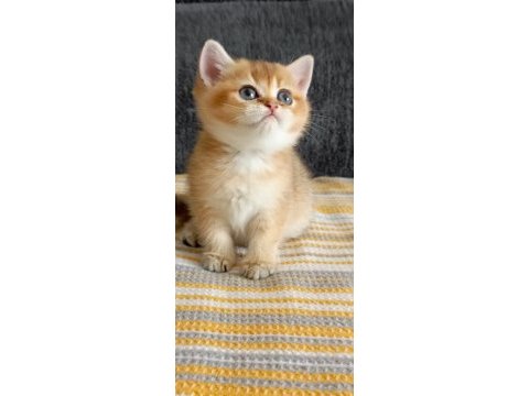British golden dişi yavru
