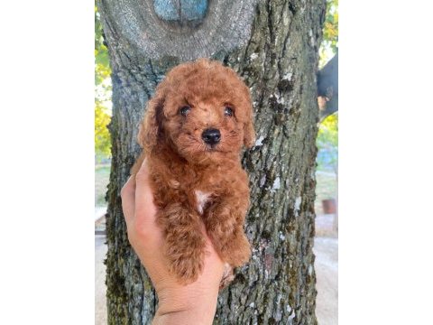 Orjinal minyatür toy poodle yavrular