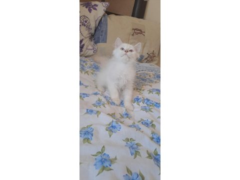 2 erkek british longhair yavru pet olarak sahiplendirilecek